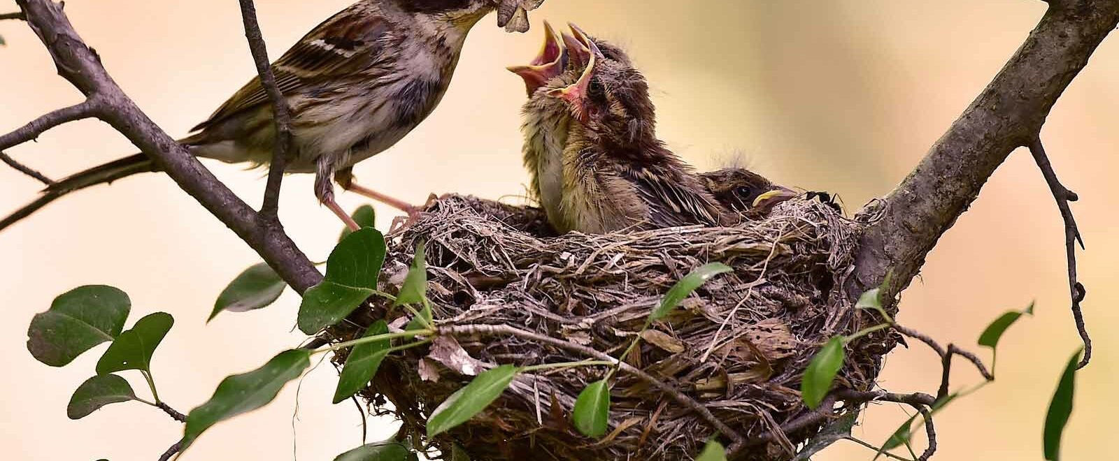 Nid pour oiseaux