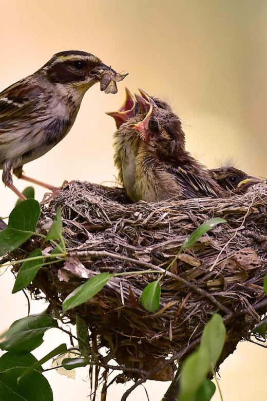 Nid pour oiseaux