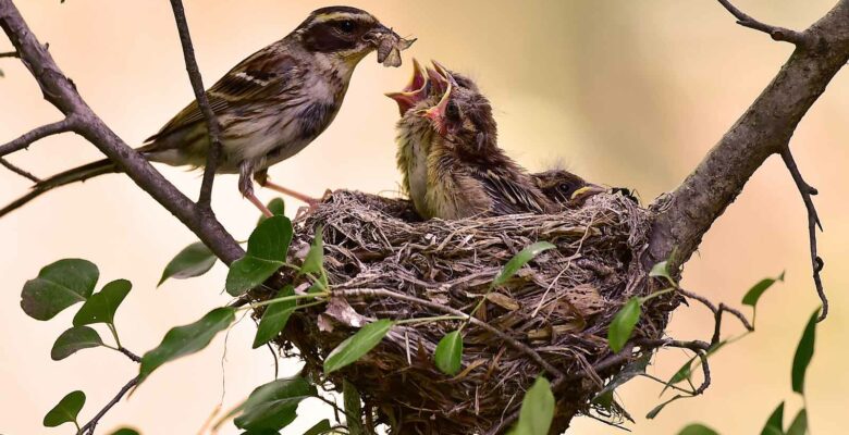 Nid pour oiseaux