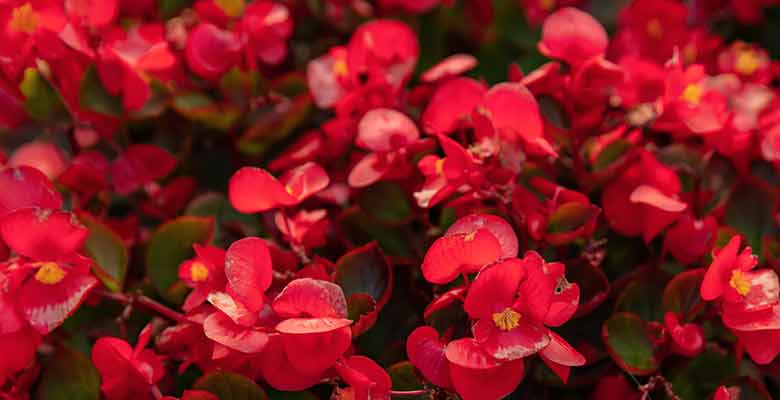 Bégonias