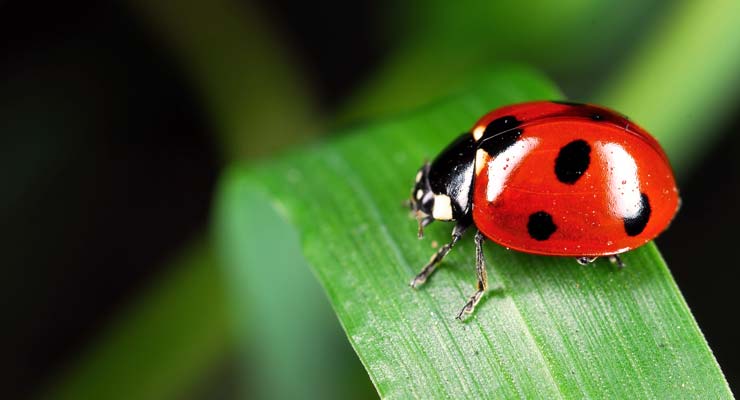 Coccinelle