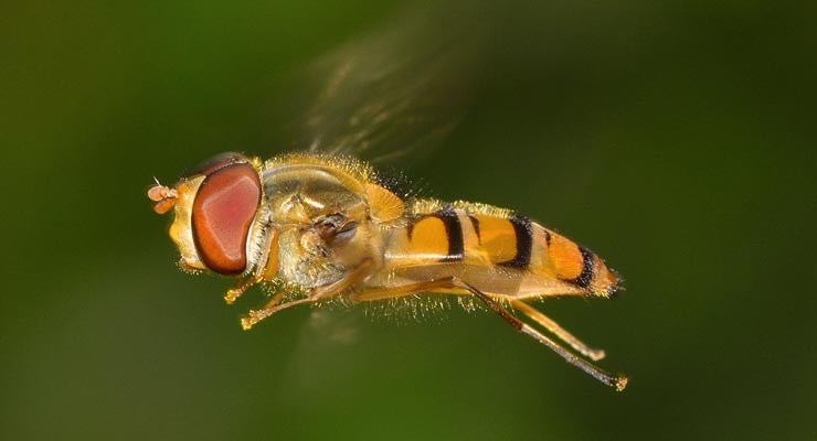 Syrphe