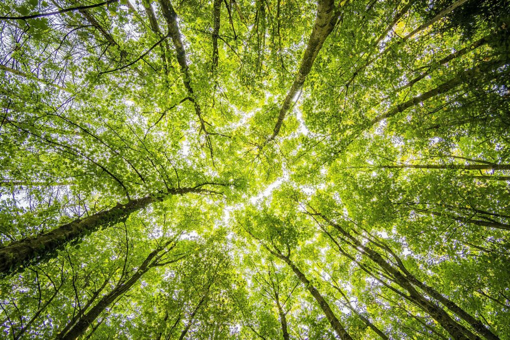 arbre