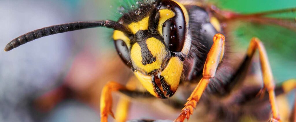 Frelon asiatique