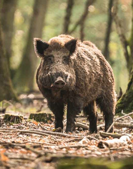 Sanglier