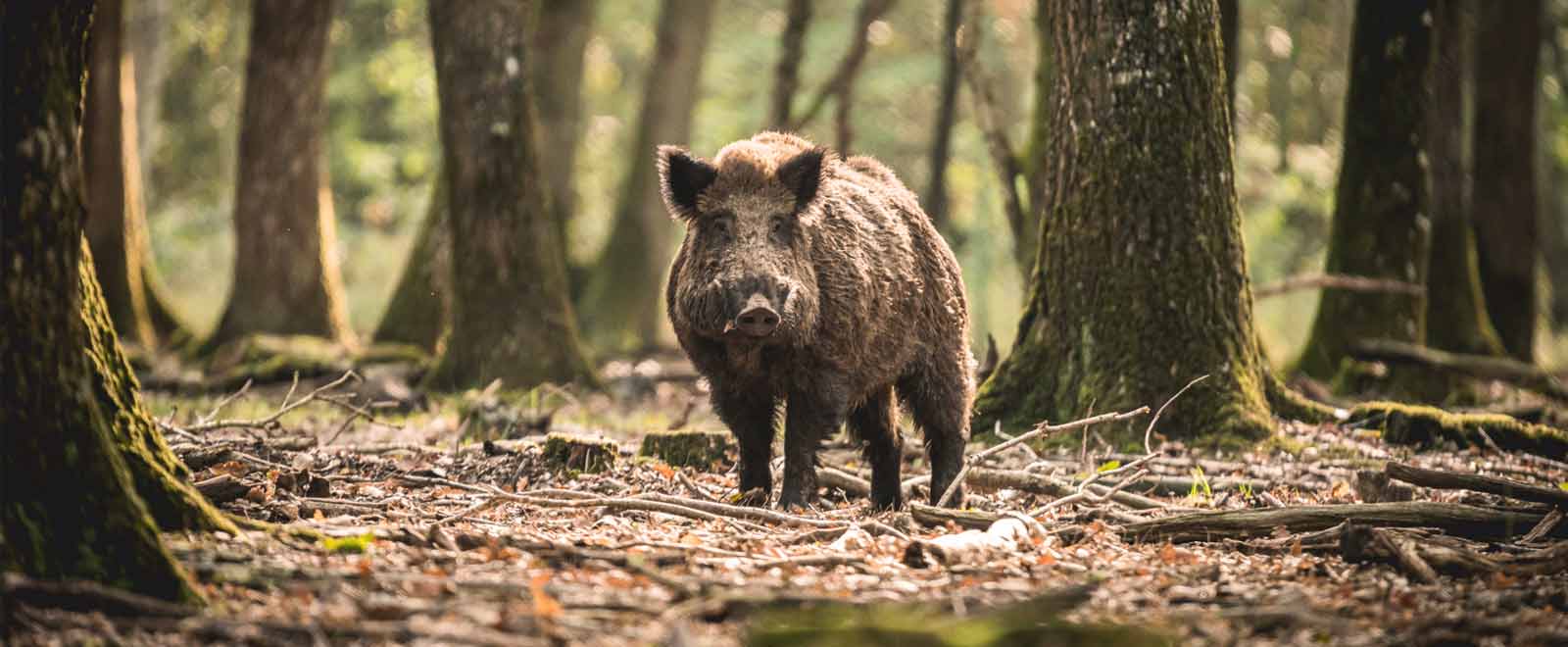 Sanglier