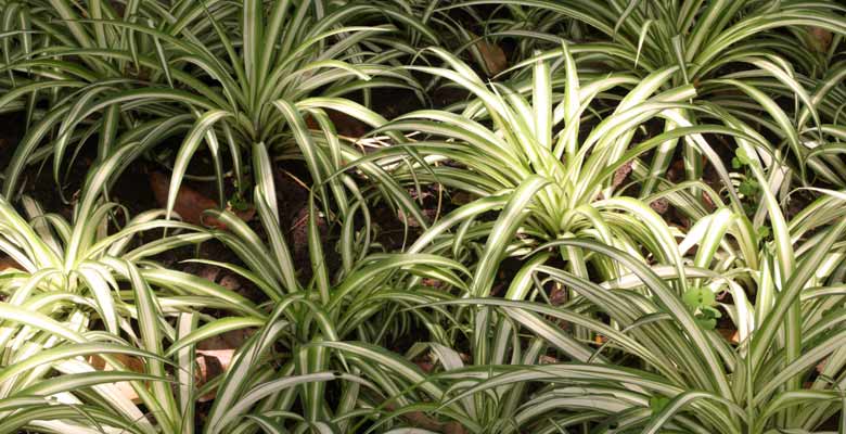 Plantes dépolluantes