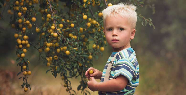 Arbre fruitier